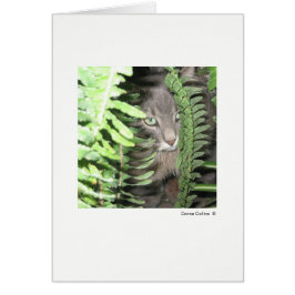 Max. katt 6 OBS kort