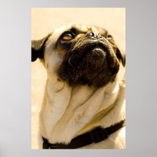 Max Pug Poster
