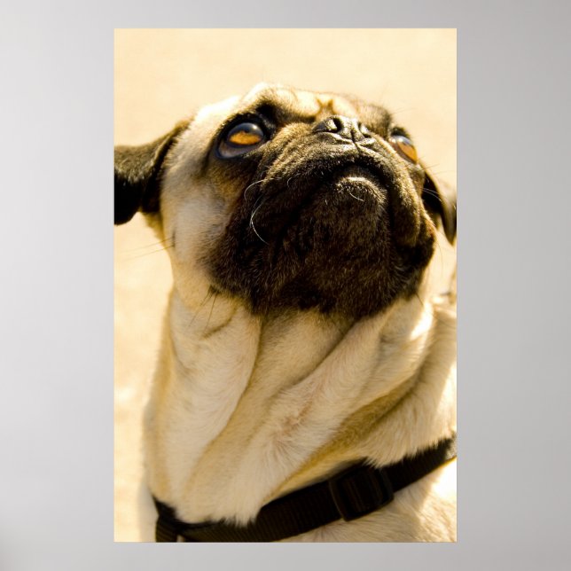 Max Pug Poster (Framsidan)