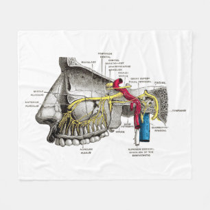 Maxillary nervmänniskaanatomi fleecefilt