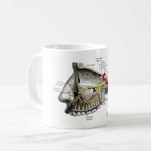 Maxillary nervmänniskaanatomi kaffemugg