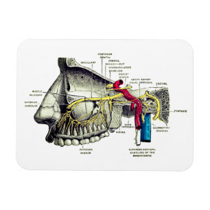 Maxillary nervmänniskaanatomi magnet