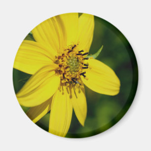 Maximilian Solros Blommfotografering Magnet