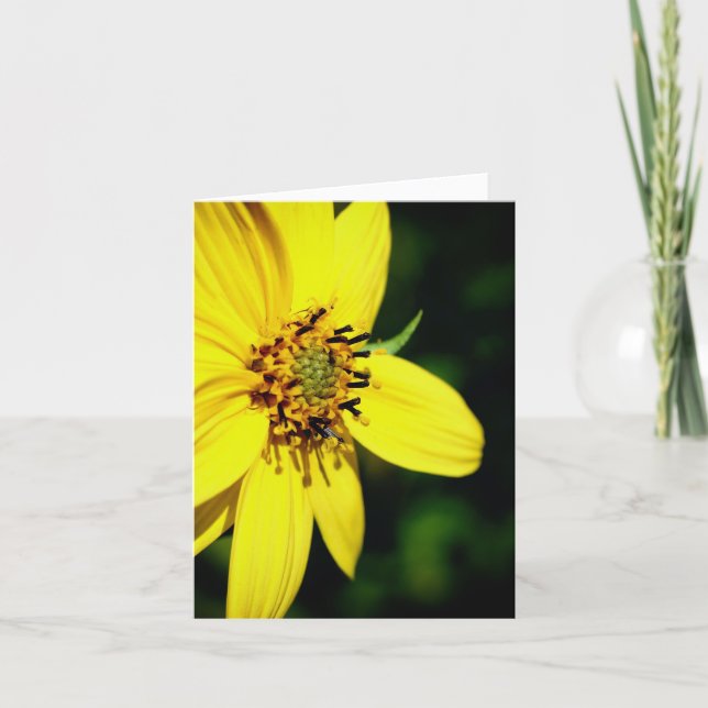 Maximilian Sunflower Nature Photography  Anteckningskort (Framsida)