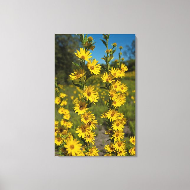 Maximilians solros (Helianthus Maximiliani) Canvastryck (Framsida)
