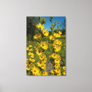 Maximilians solros (Helianthus Maximiliani) Canvastryck