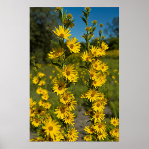 Maximilians solros (Helianthus Maximiliani) Poster