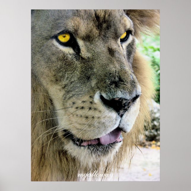 Maximus Poster (Framsidan)