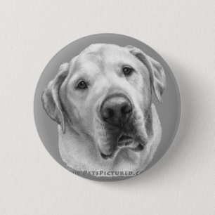 Maxwell Labb-Pitbullblandning Knapp