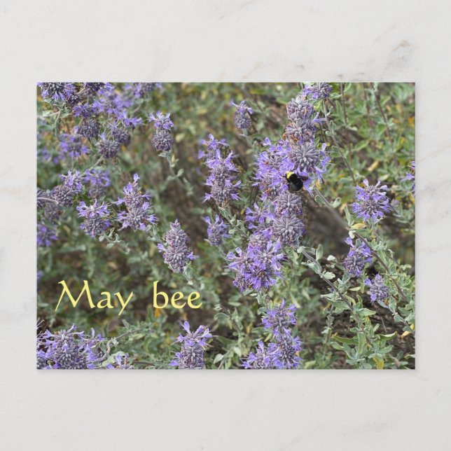May Bee Vykort (Framsida)