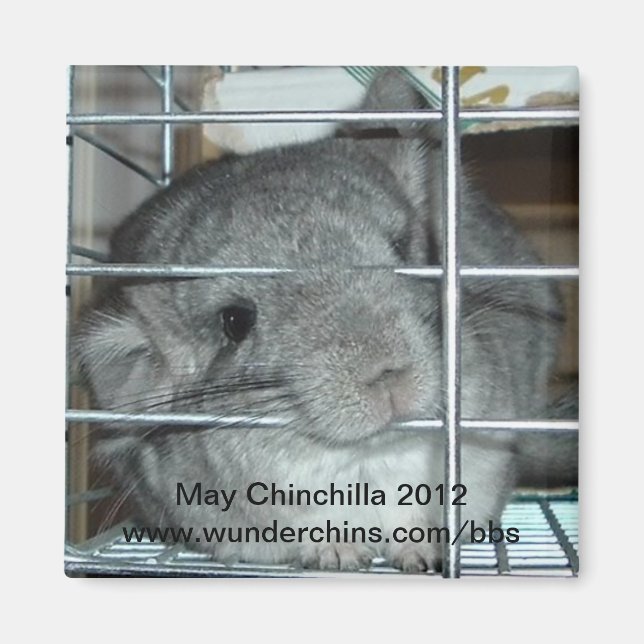 May chinchilla 2012 magnet (Framsidan)