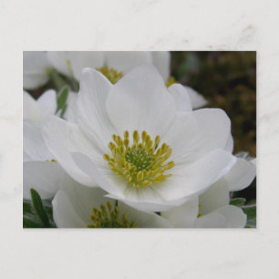 May Flower Blommars, Unalaska Island Vykort