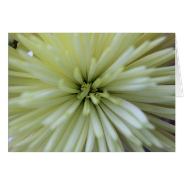 May Flowers #2 Hälsningskort (Framsidan Horizontal)