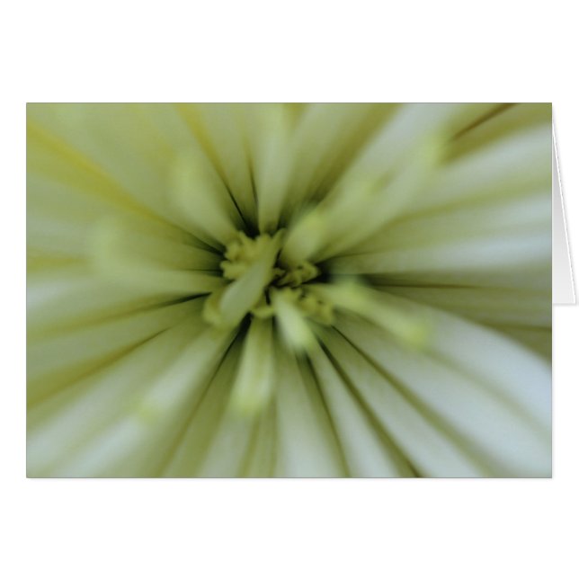 May Flowers Hälsningskort (Framsidan Horizontal)