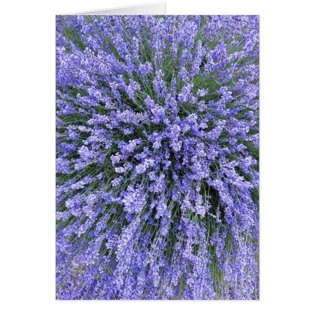 May Night Salvia Hälsningskort (Framsidan)