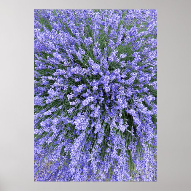 May Night Salvia Poster (Framsidan)