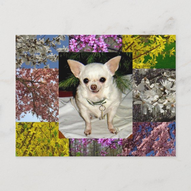 Maya Postcard Vykort (Framsida)