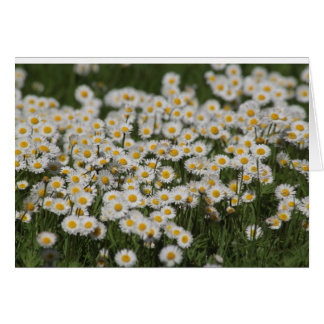 Mayday daisys OBS kort