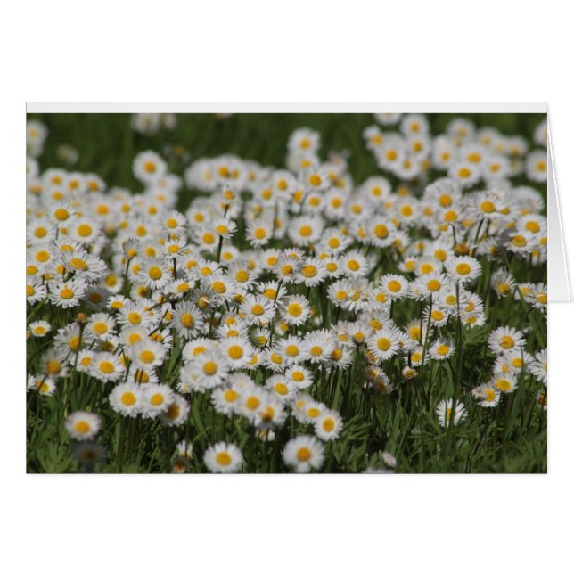 Mayday daisys OBS kort (Framsidan Horizontal)