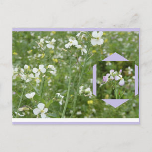 Mayflowers DIY vykort