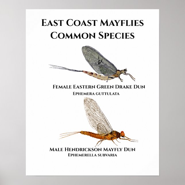 Mayfly Poster (Framsidan)