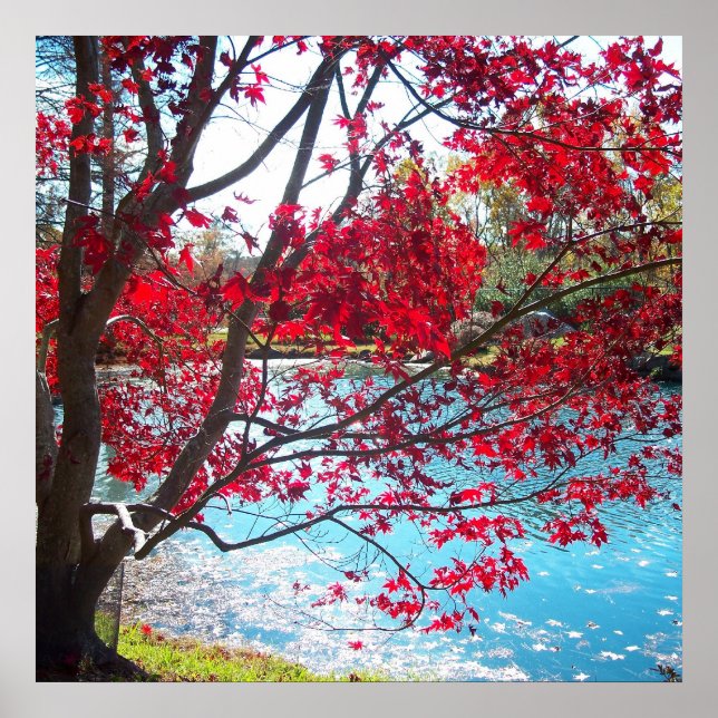 Maymont Gardens Red Maple Träd Virginia Poster Art (Framsidan)