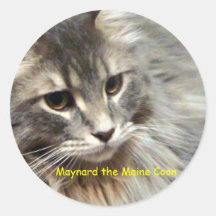 Maynard Maine Coon Runt Klistermärke