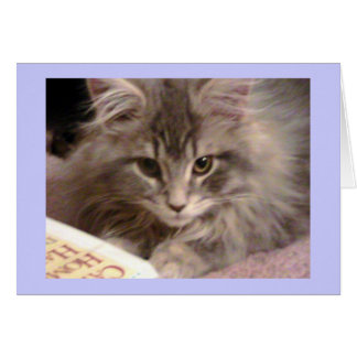 Maynards Trashy nya kort