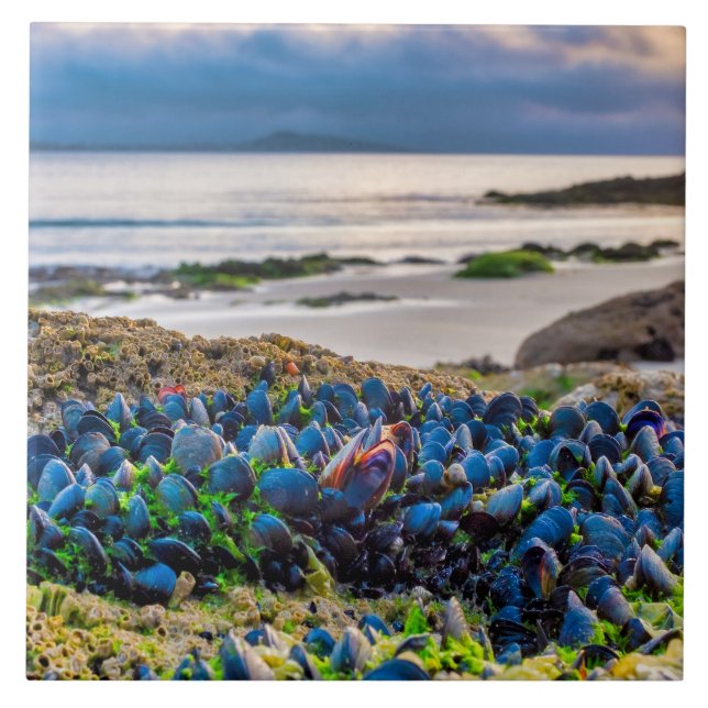 MBryssel Kakelplatta (Framsidan)