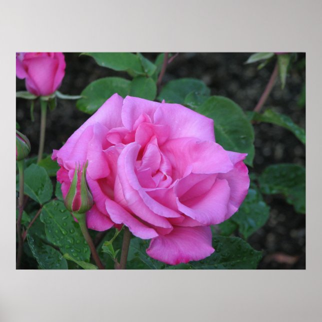 McCartney Hybrid Tea Ro 168 Poster (Framsidan)