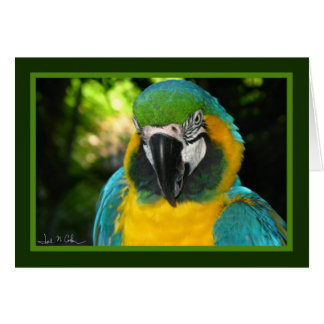 McCaw Hälsningskort