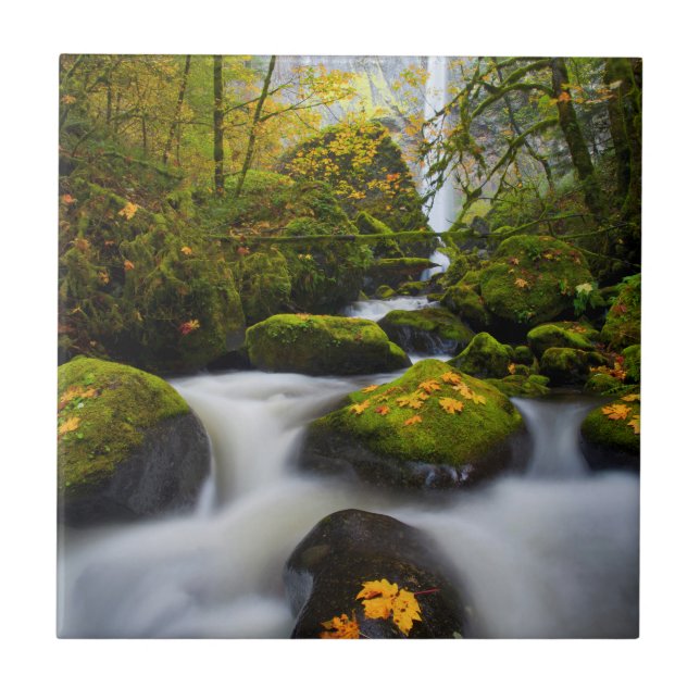 McCord Creek Bigleaf lönn | Columbia Gorge, OR Kakelplatta (Framsidan)