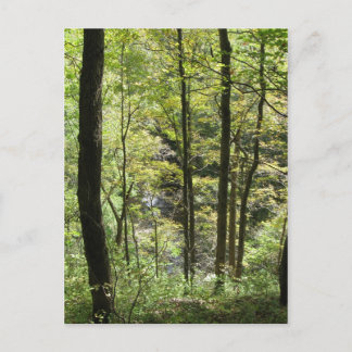 McCormicks vykort Bäck