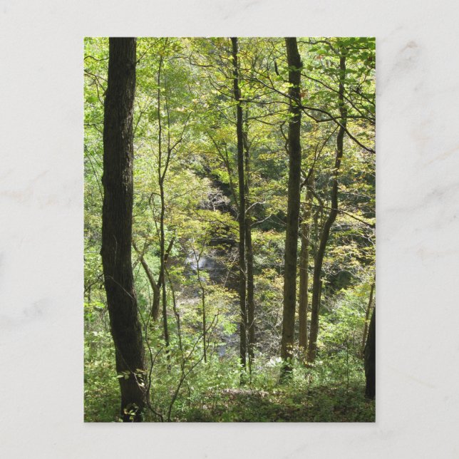 McCormicks vykort Bäck (Framsida)