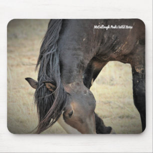McCullough Peaks Vild Horses Musmatta