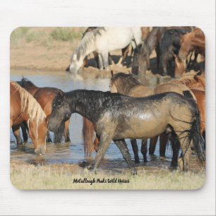 McCullough Peaks Vild Horses Musmatta