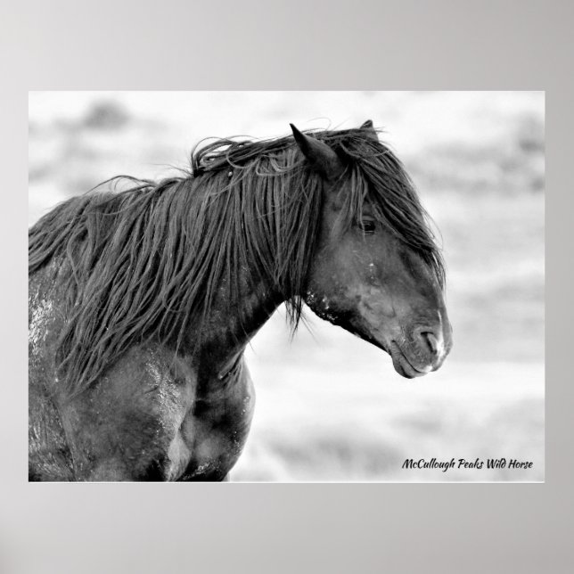 McCullough Peaks Vild Horses Poster (Framsidan)