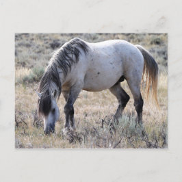 McCullough Peaks Vild Horses Vykort