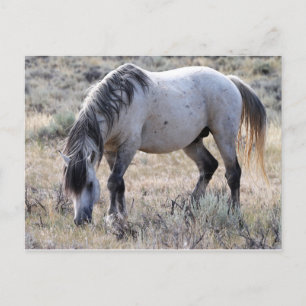 McCullough Peaks Vild Horses Vykort