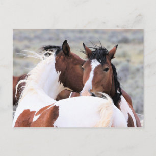 McCullough Peaks Vild Horses Vykort