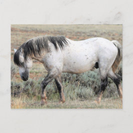 McCullough Peaks Vild Horses Vykort