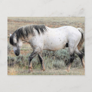 McCullough Peaks Vild Horses Vykort