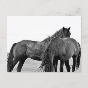 McCullough Peaks Vild Horses Vykort