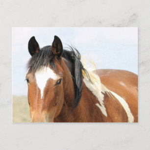 McCullough Peaks Vild Horses Vykort