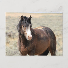 McCullough Peaks Vild Horses Vykort