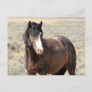 McCullough Peaks Vild Horses Vykort