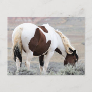 McCullough Peaks Vild Horses Vykort