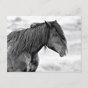 McCullough Peaks Vild Horses Vykort