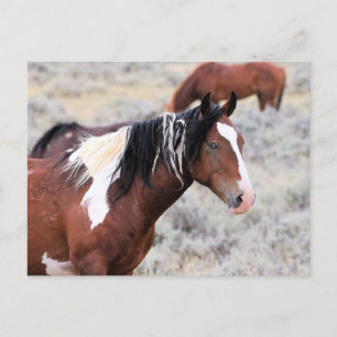 McCullough Peaks Vild Horses Vykort