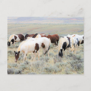 McCullough Peaks Vild Horses Vykort